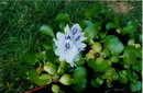 Eichhornia Crassipes